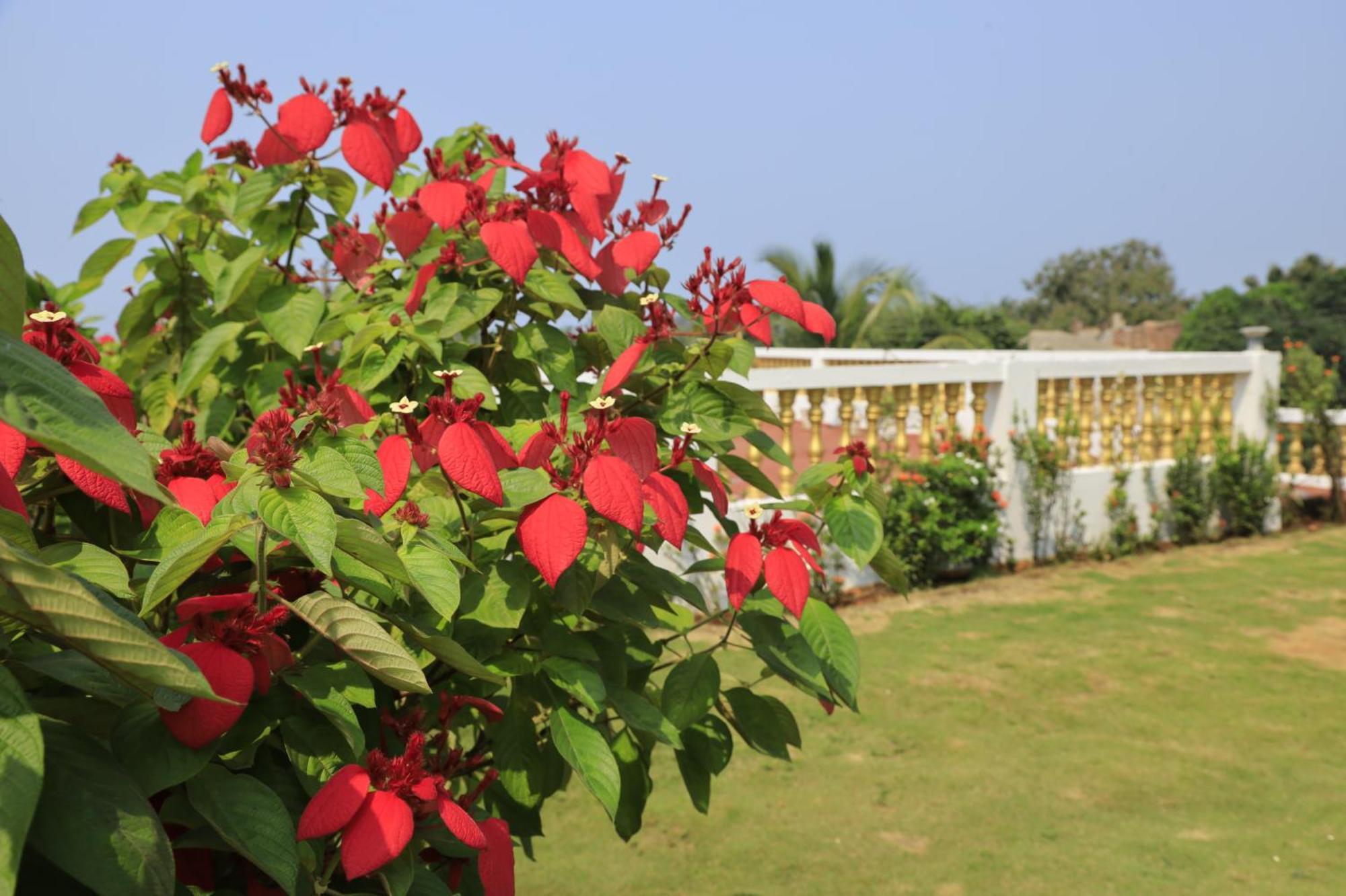 Sparv Aulakhs Resort Mandrem Bagian luar foto